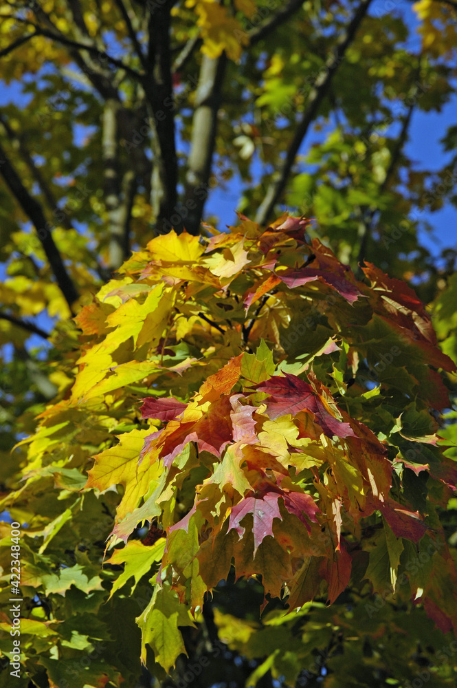 Baum in leuchtend goldenem Herbstfarbenkleid Baum in leuchtend goldenem Herbstfarbenkleid