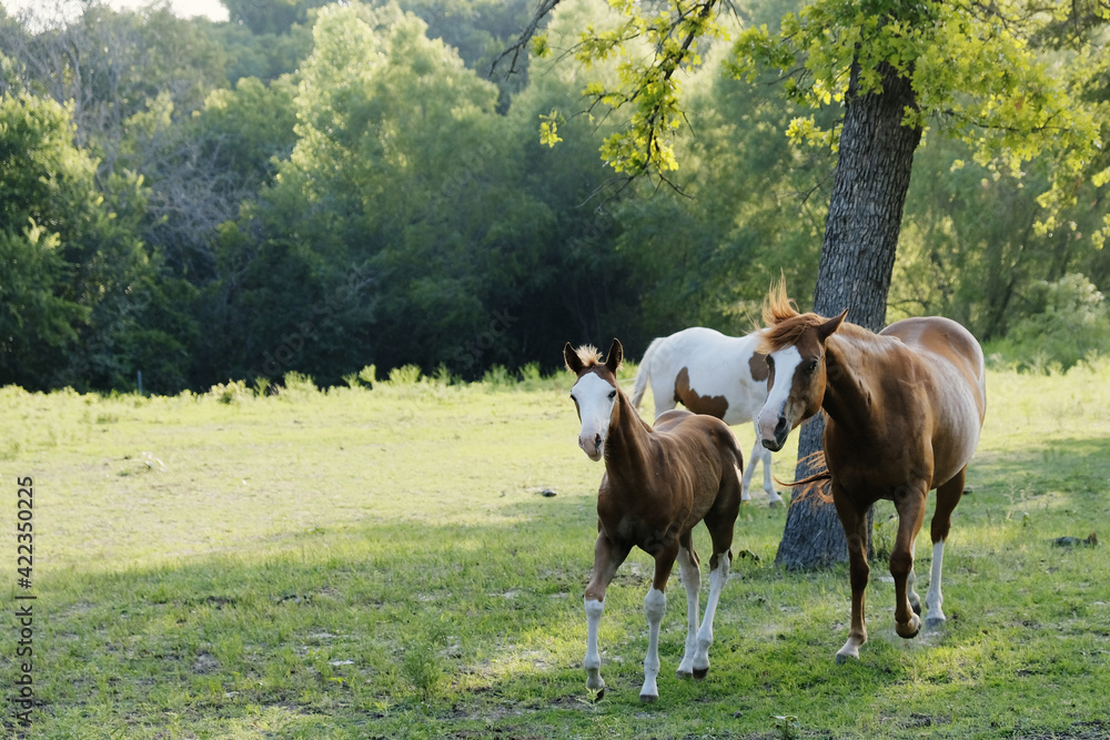 Horses with foal running through spring field in Texas. Horses with foal running through spring field in Texas.