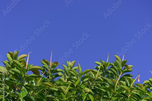 Luminous background with Ficus elastica and sky blue space available