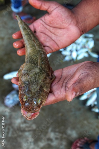 Big glossogobius tank goby fish in hand photo