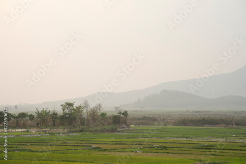 Green rice field with mountains background under blue sky