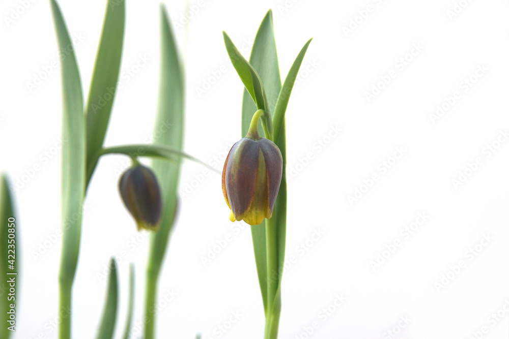 Fritillaria michailovskyi, species of flowering plant in the lily family, bulbous perennial plant, on white background Fritillaria michailovskyi, species of flowering plant in the lily family, bulbous perennial plant, on white background
