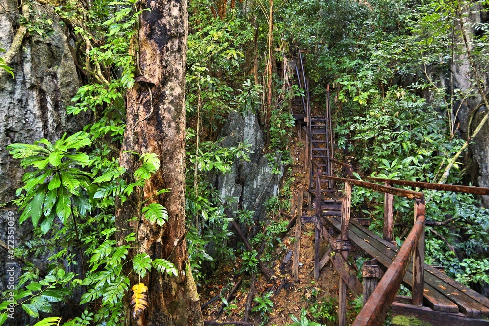 Jungle hiking trail