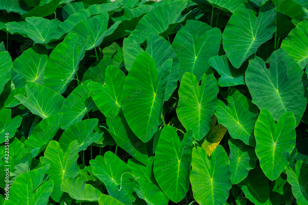 Green giant taro leaves Weeds in tropical wetlands in Southeast Asia