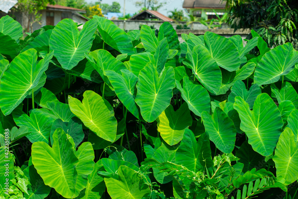 Green giant taro leaves Weeds in tropical wetlands in Southeast Asia