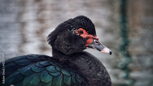 Muscovy Duck Close