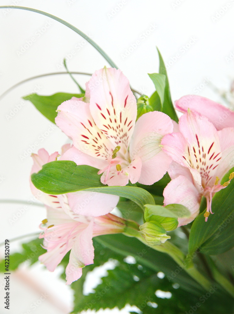 Peruvian lily, Alstroemeria, lily of the Incas with light pink flowers Peruvian lily, Alstroemeria, lily of the Incas with light pink flowers