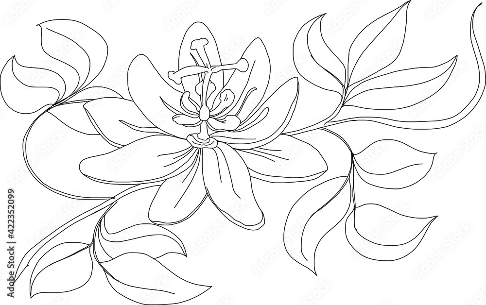 Obraz premium Peony flower and trpical flower with coral isolate on white background.
