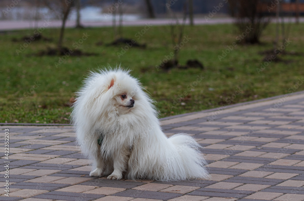 Bright white spitz in the park. A small, pure white Spitz dog walks in a city park. Close-up. Lovely dog, pet concept, cute doggy, pretty, domestic animal.