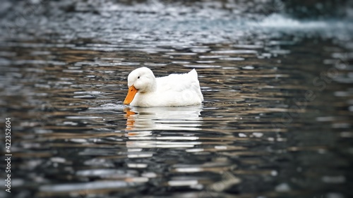 Duck