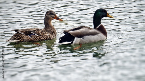 Mallard ducks