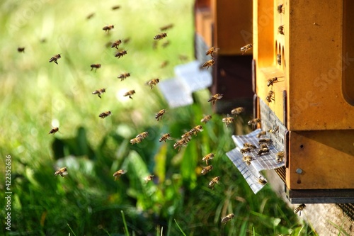 Bienen im Anflug auf Bienenstock