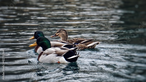 Duck trio
