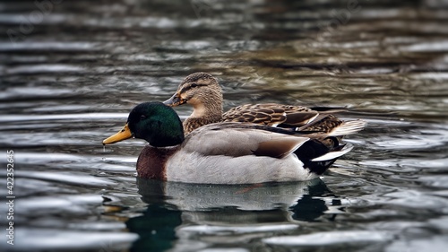 Ducks