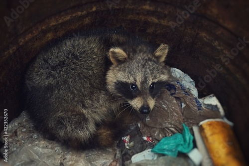 Racoon
