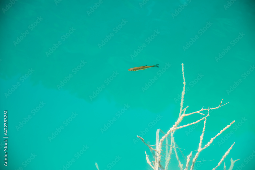 Single fish (chub) in crystal clear blue water and a stick under water.