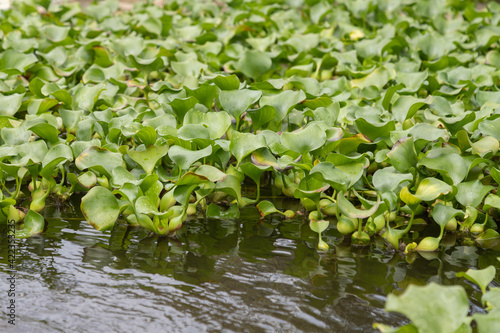 Many water hyacinth plants on the lake with drops of water on the leaves.