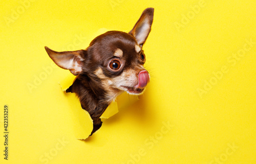 Portraite of cute puppy toy terrier climbs out of hole in colored background. Little smiling dog on bright trendy yellow background. Free space for text. © KDdesignphoto