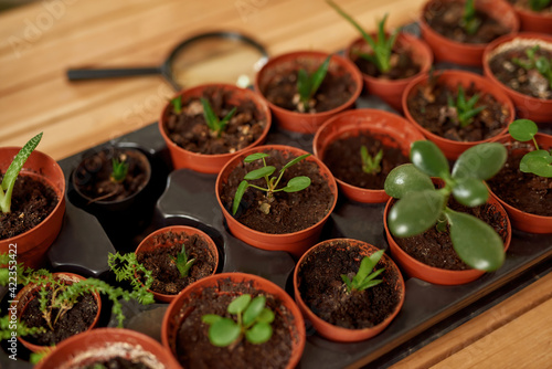 Close up shot of small flower pots in a seed tray with seedlings at different stages of growth