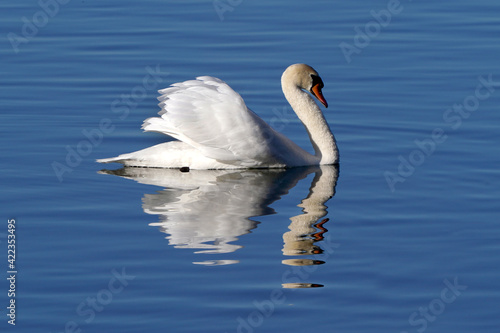 Mute swans in evening light in late winter on quiet water with reflections, preening, feeding and resting
