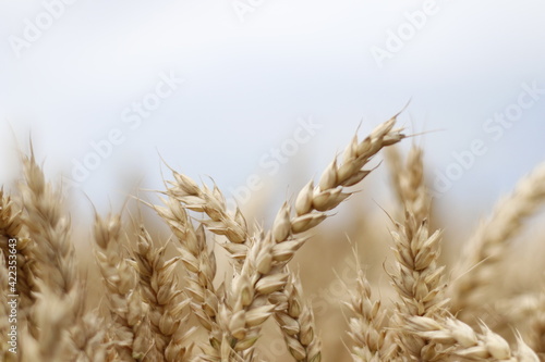 Wheat field. Ripe spikelets with grain on a background of blue sky. Generous harvest