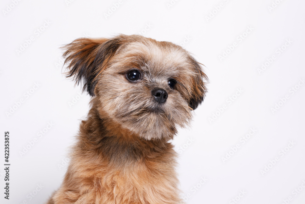 Portraite of cute puppy Shih tzu. Little smiling dog on white background. Free space for text.