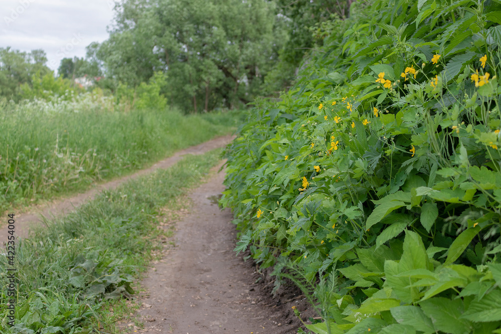 Naklejka premium Dirt road leading to a rural house against a background of green grass 