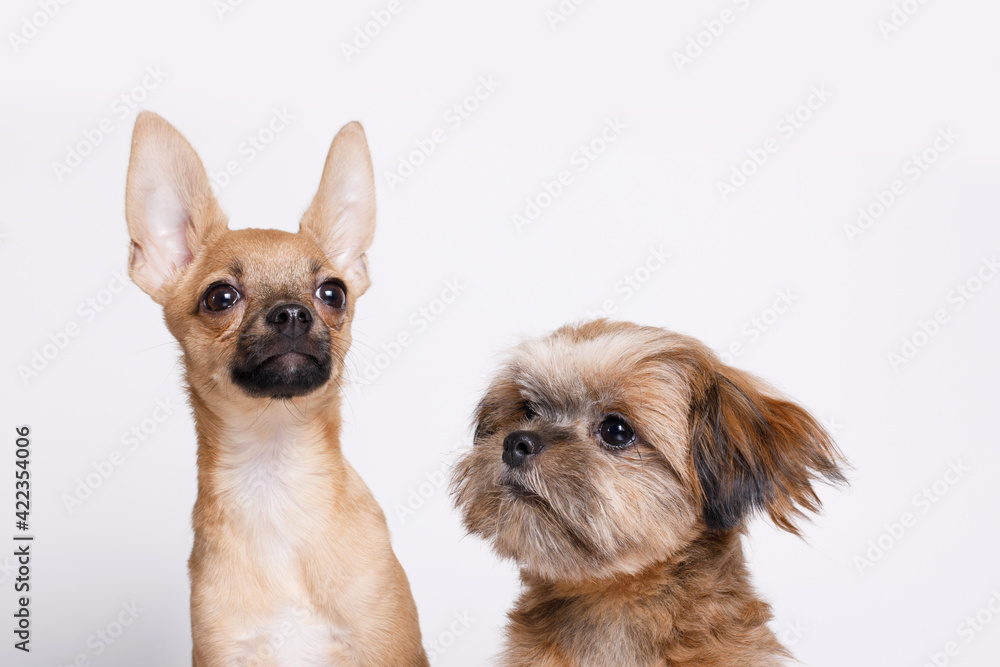 Portraite of cute puppies Shih tzu and chihuahua. Little smiling dogs on bright trendy white background. Free space for text. Portraite of cute puppies Shih tzu and chihuahua. Little smiling dogs on bright trendy white background. Free space for text.