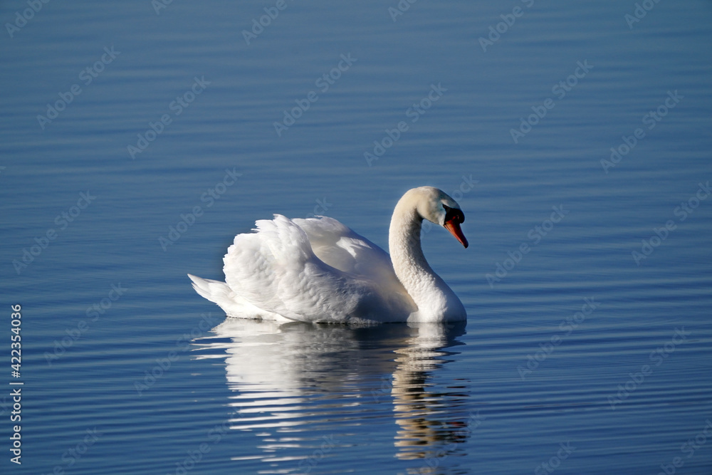 Mute swans in evening light in late winter on quiet water with reflections, preening, feeding and resting
Mute swans in evening light in late winter on quiet water with reflections, preening, feeding and resting