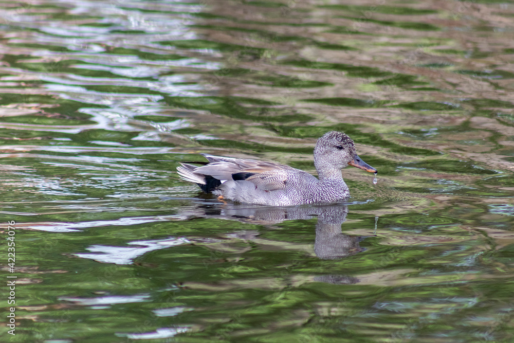 Fototapeta premium Wild ducks on a pond with green water 