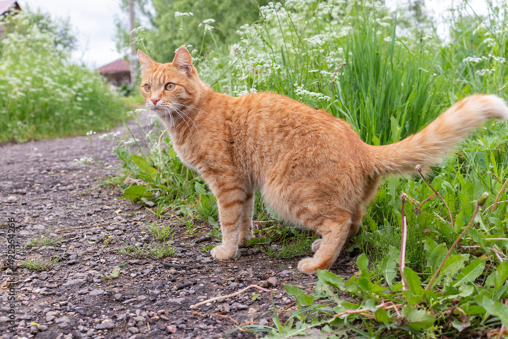 Ginger young cat on a dirt road leading to a rural house against a background of green grass Ginger young cat on a dirt road leading to a rural house against a background of green grass