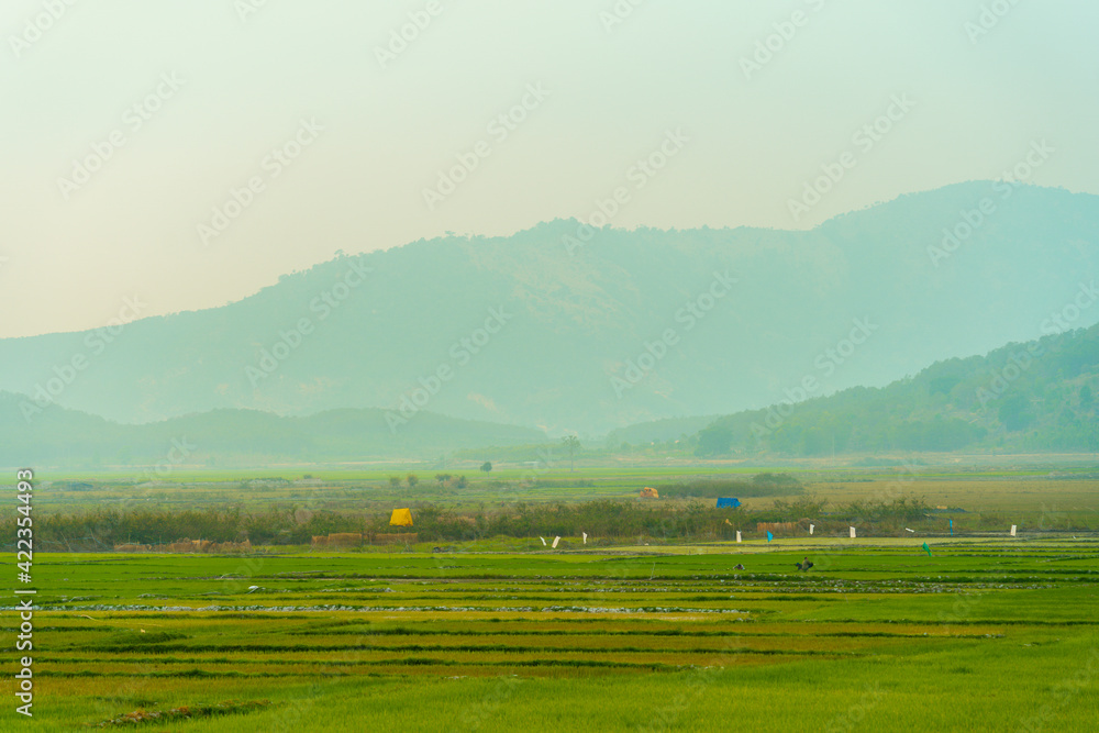 Green rice field with mountains background under blue sky