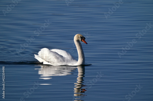 Mute swans in evening light in late winter on quiet water with reflections, preening, feeding and resting  © Janet