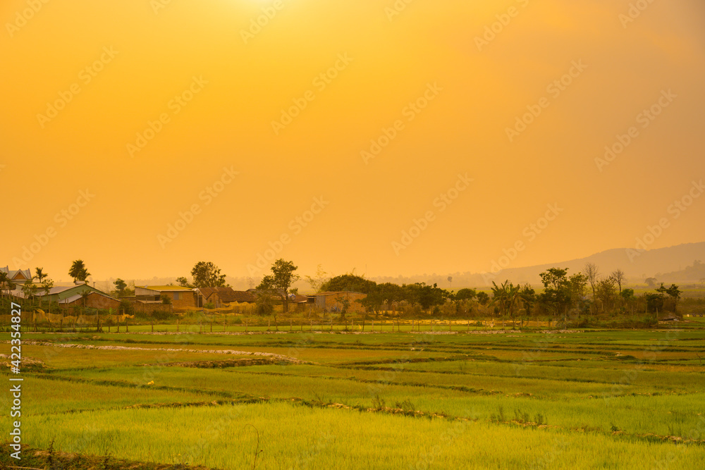 Green rice field with mountains background under sunset sky Green rice field with mountains background under sunset sky