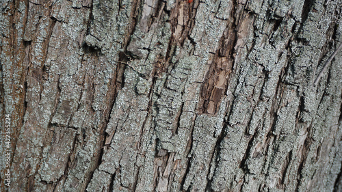 bark wood