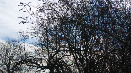 Plants and sky, cloudy