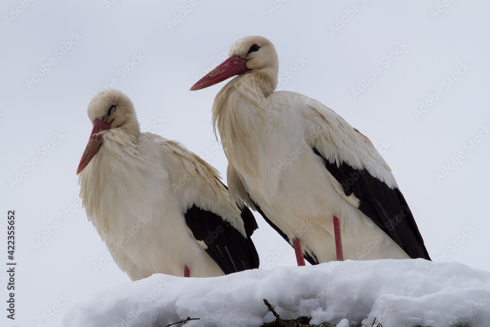 Obraz premium Stork in winter