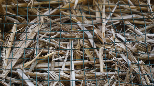 hay, straw wheat