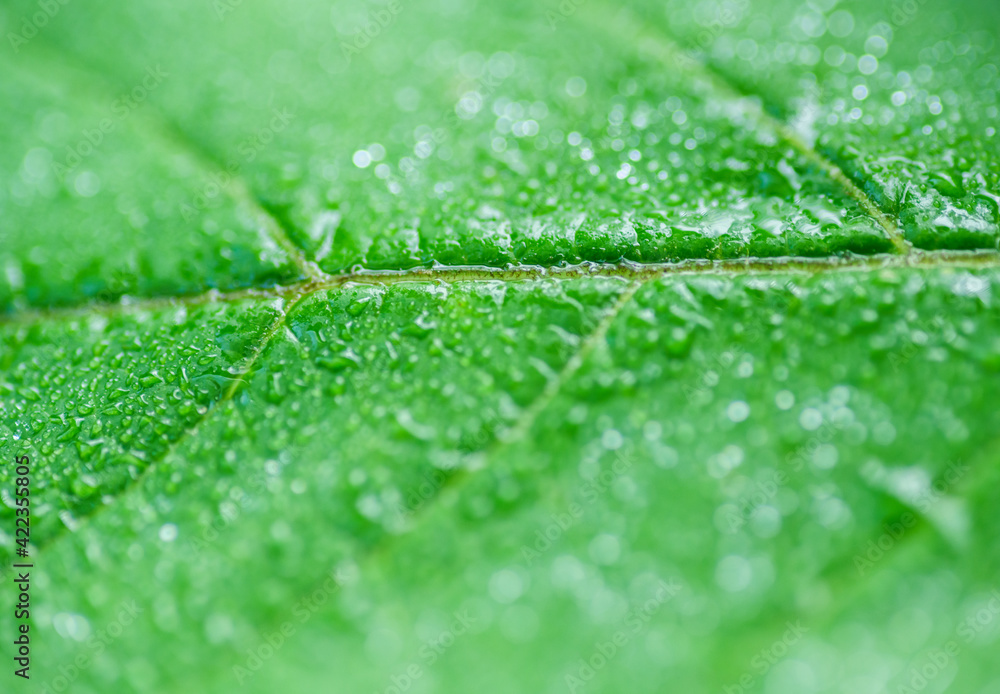 Green leaf as background. Selective focus. Green leaf as background. Selective focus.