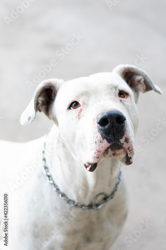 Dogo Argentino photo