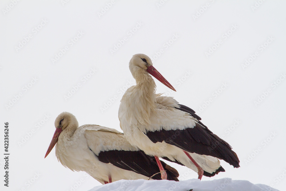 Obraz premium Stork in winter