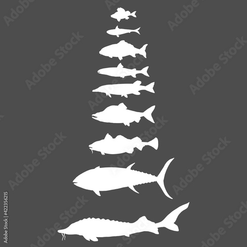 Vector Set of Silhouette Fish. Sea, River and Lake Types.