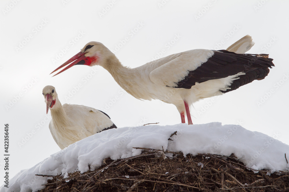 Fototapeta premium Stork couple in winter in Cristian, Romania