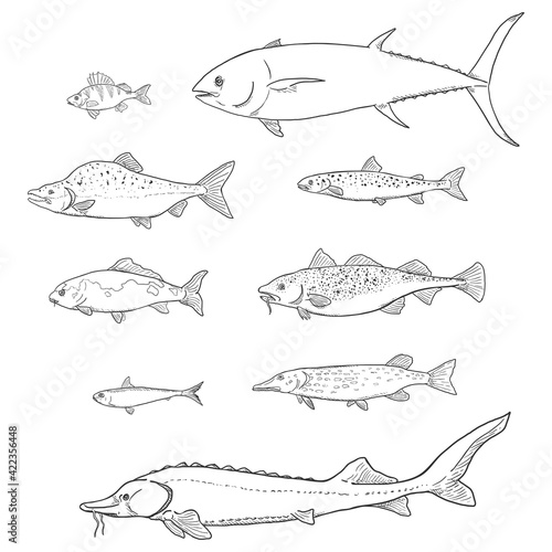 Vector Set of Sketch Fish.