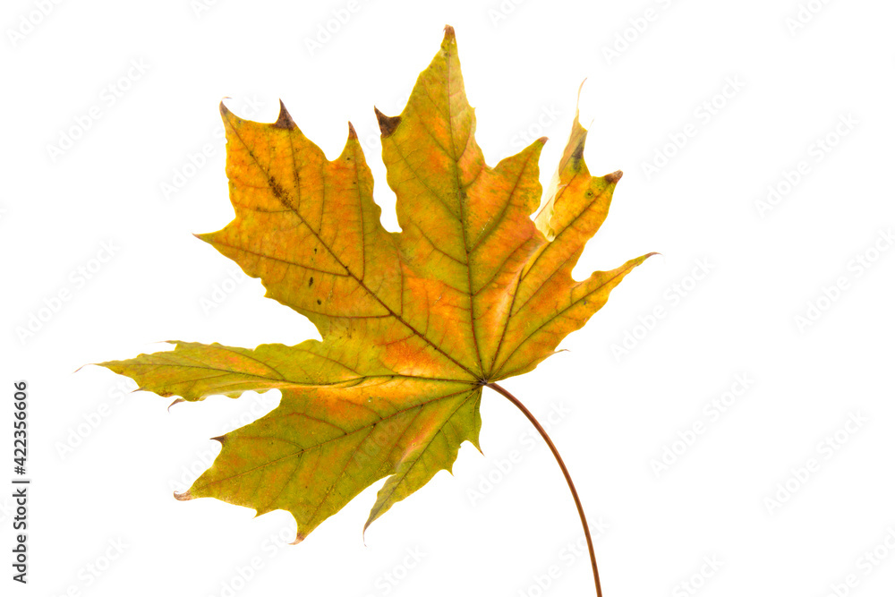 Autumn leaf close-up on white background. rich color background Autumn leaf close-up on white background. rich color background