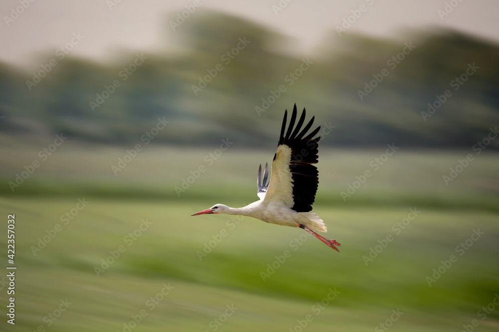Fototapeta premium Stork.