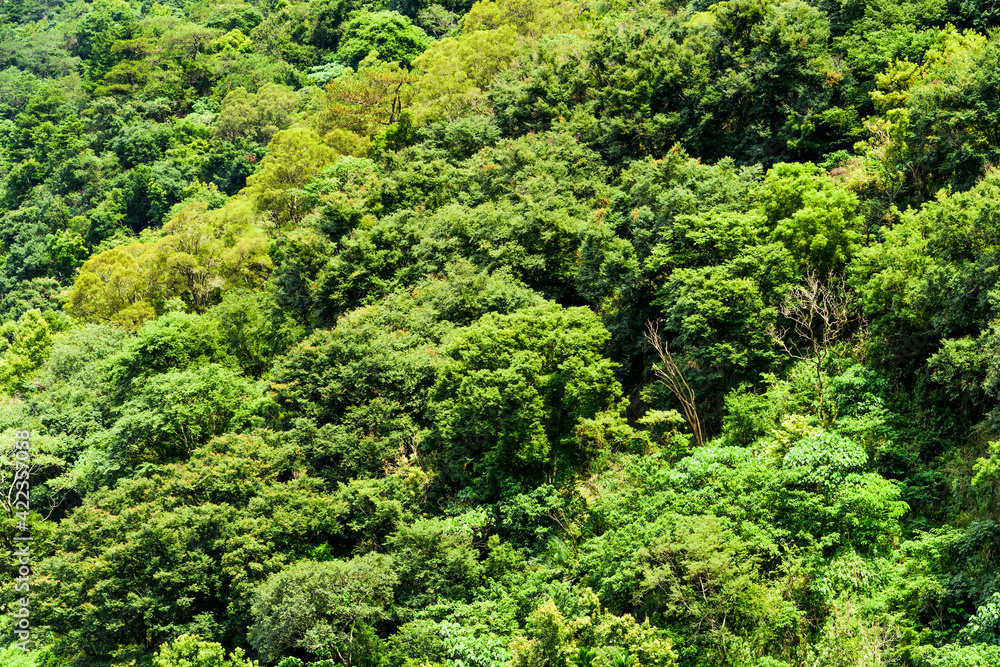 Obraz premium the beautiful green forest as a background