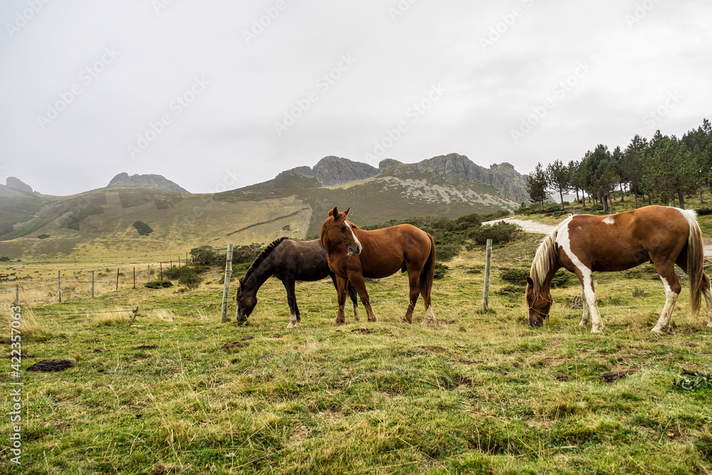 Obraz premium Landscape with horses on the road of the Picos de Europa, Asturias and Cantabria, Spain