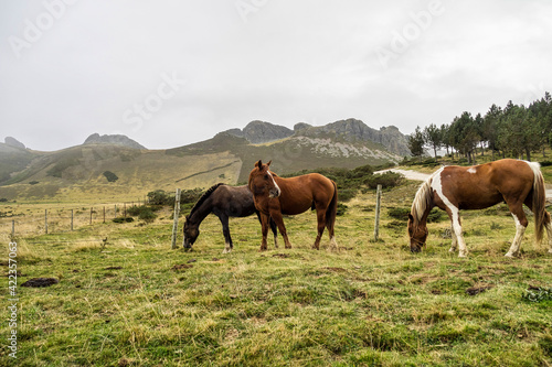 Landscape with horses on the road of the Picos de Europa, Asturias and Cantabria, Spain