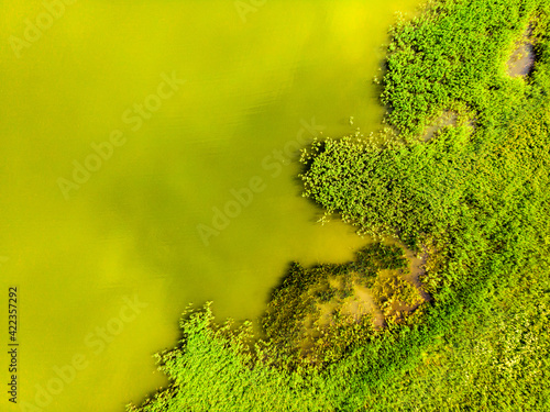 Aerial view, owergrown lake shore photo